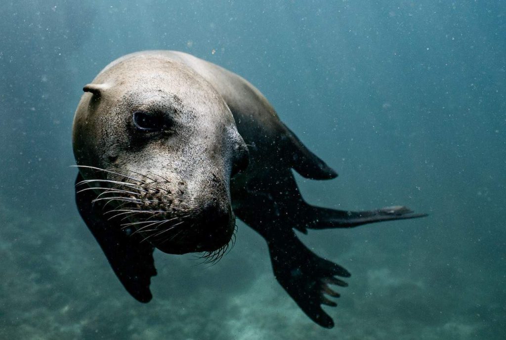 seal swimming