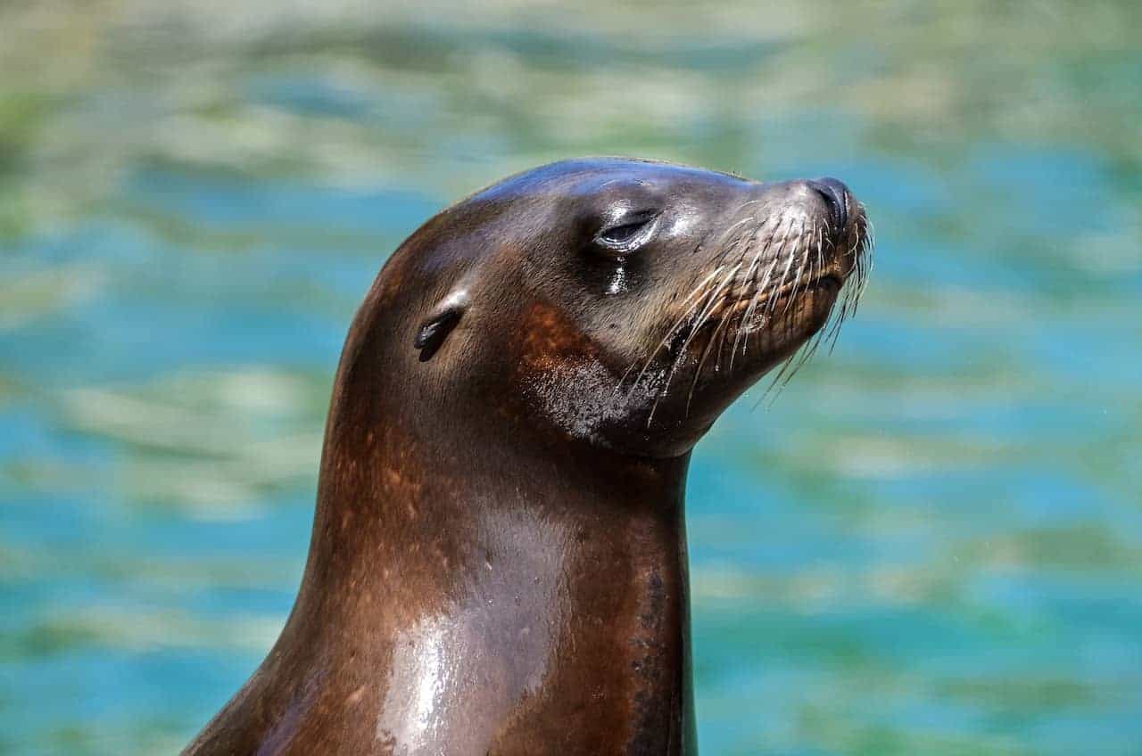 Seeing A Seal In Your Dream