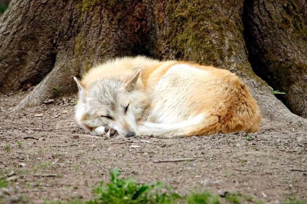 sleeping wolf
