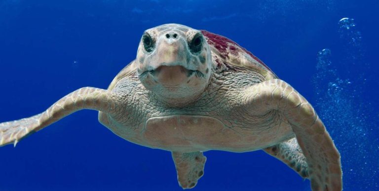 7 Spiritual Biblical Meanings of Dreams About Turtles