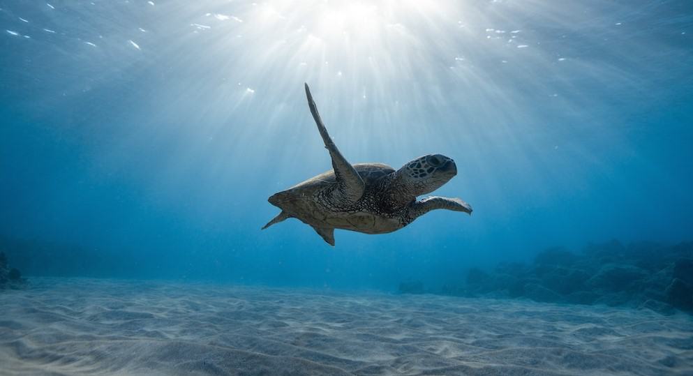 turtle underwater