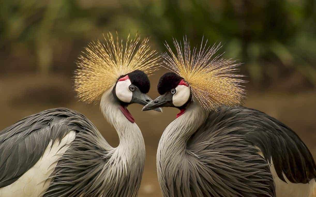 two birds facing each other