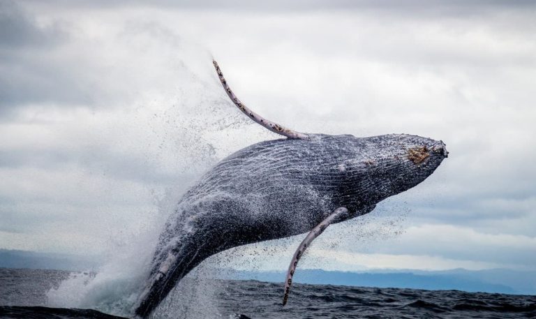 5 Important Biblical Meanings of Whales in a Dream
