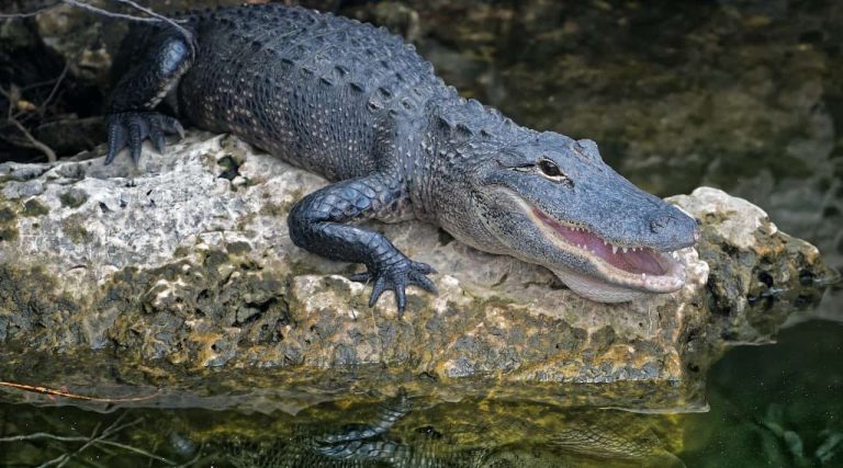 Biblical Meaning of Alligator in Dreams (Explained)