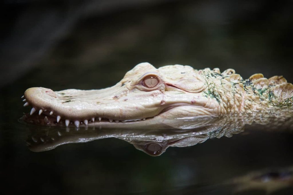 alligator head