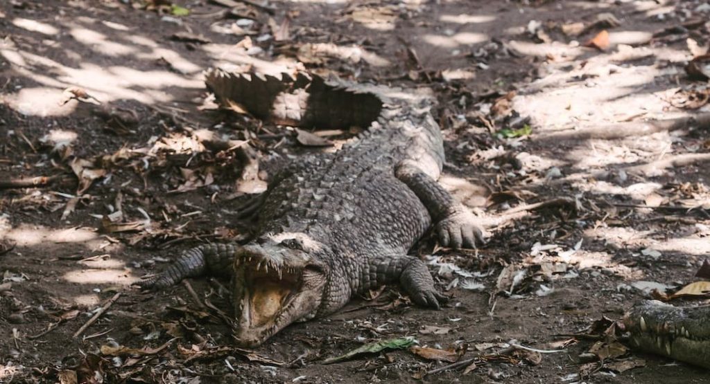 alligator on dried leaves