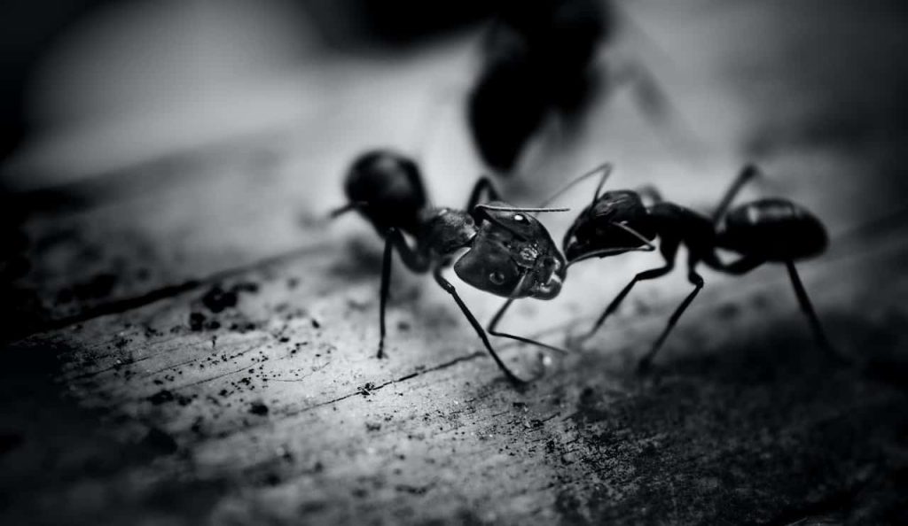 seeing-black-ants-dream-meaning-9-hidden-messages