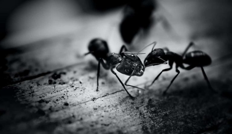 Seeing Black Ants Dream Meaning (9 Hidden Messages)