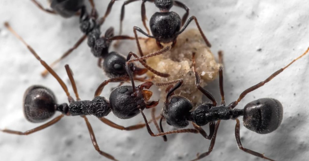 black ants carrying food