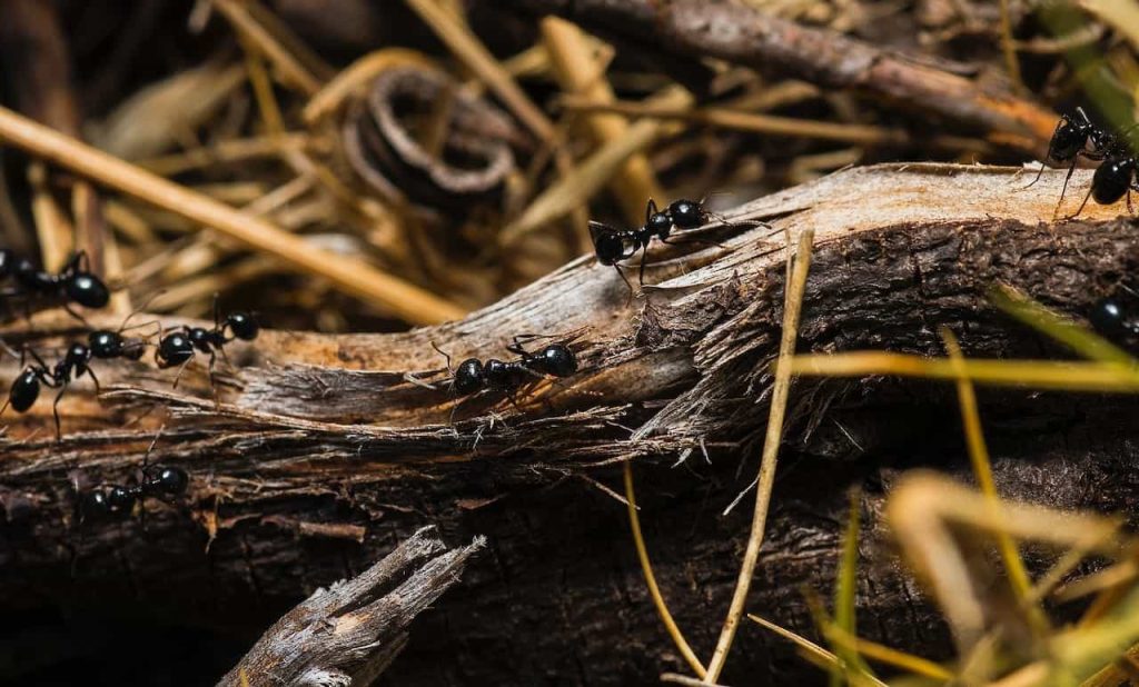 black ants on tree trunks