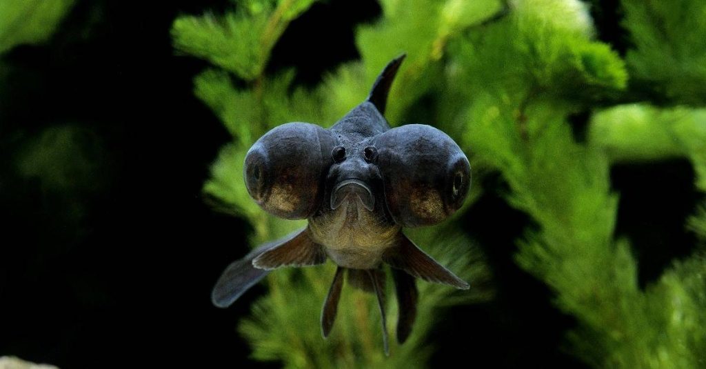 black goldfish with bulging eyes