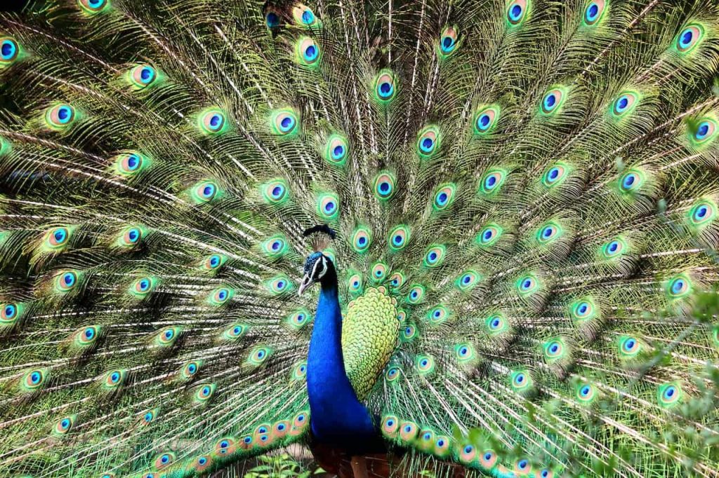 blue and green peacock