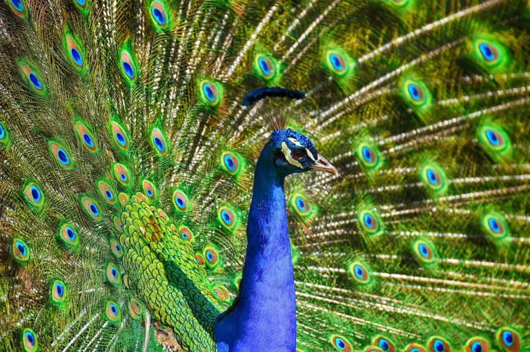 7 Spiritual Meanings of Dreams About Peacocks