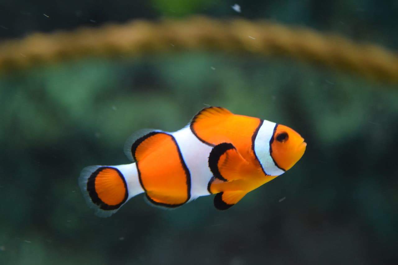 clownfish