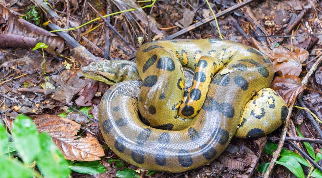 coiled up yellow anaconda