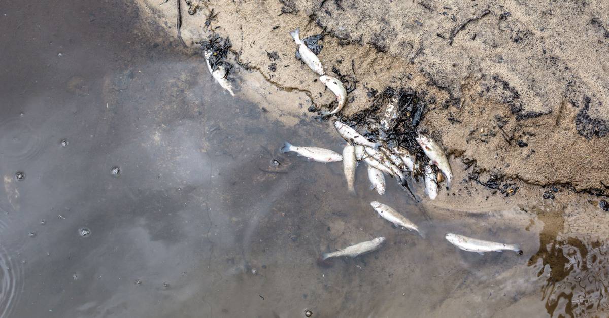 Dead Fish Dream Meaning & Spiritual Messages Explained