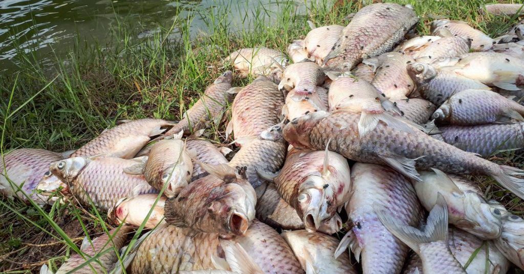 dead fishes due to pollution