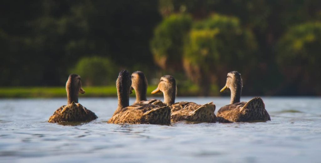 five brown ducks on water