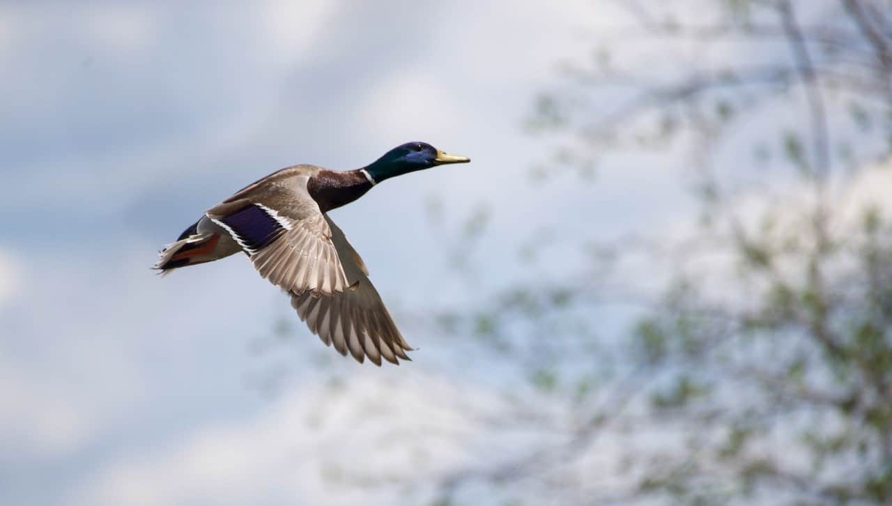 biblical-meaning-of-duck-in-dreams-explained