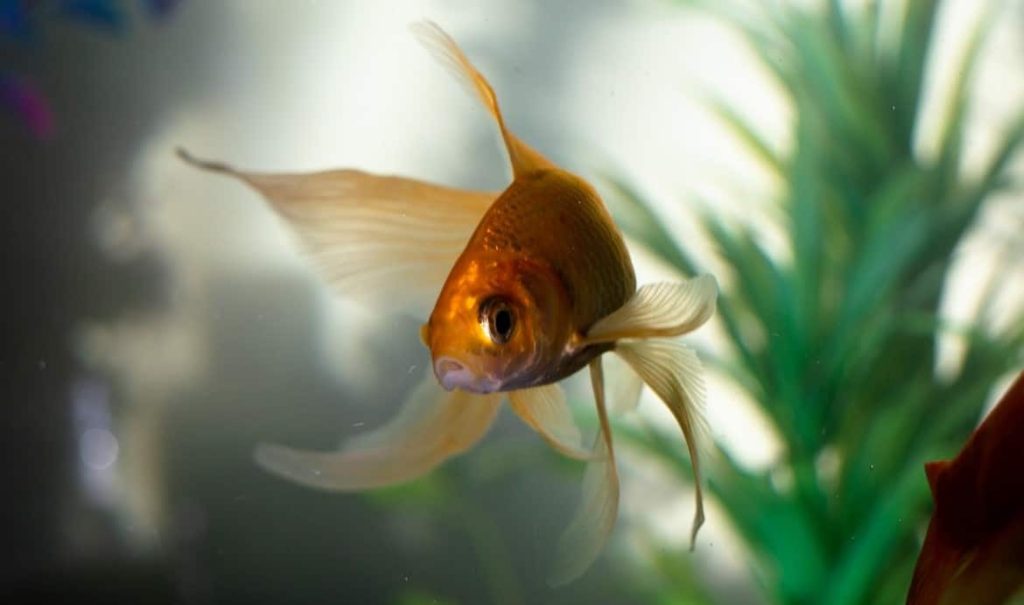 goldfish on water