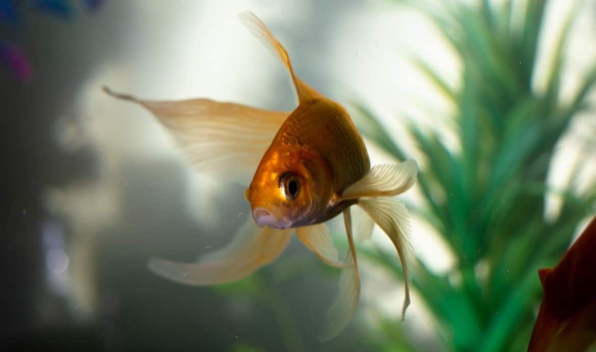 10 Spiritual Meanings When You Dream About Goldfish