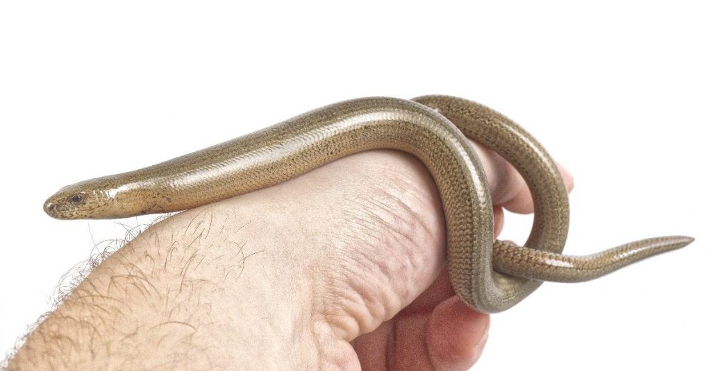 man holding small snake