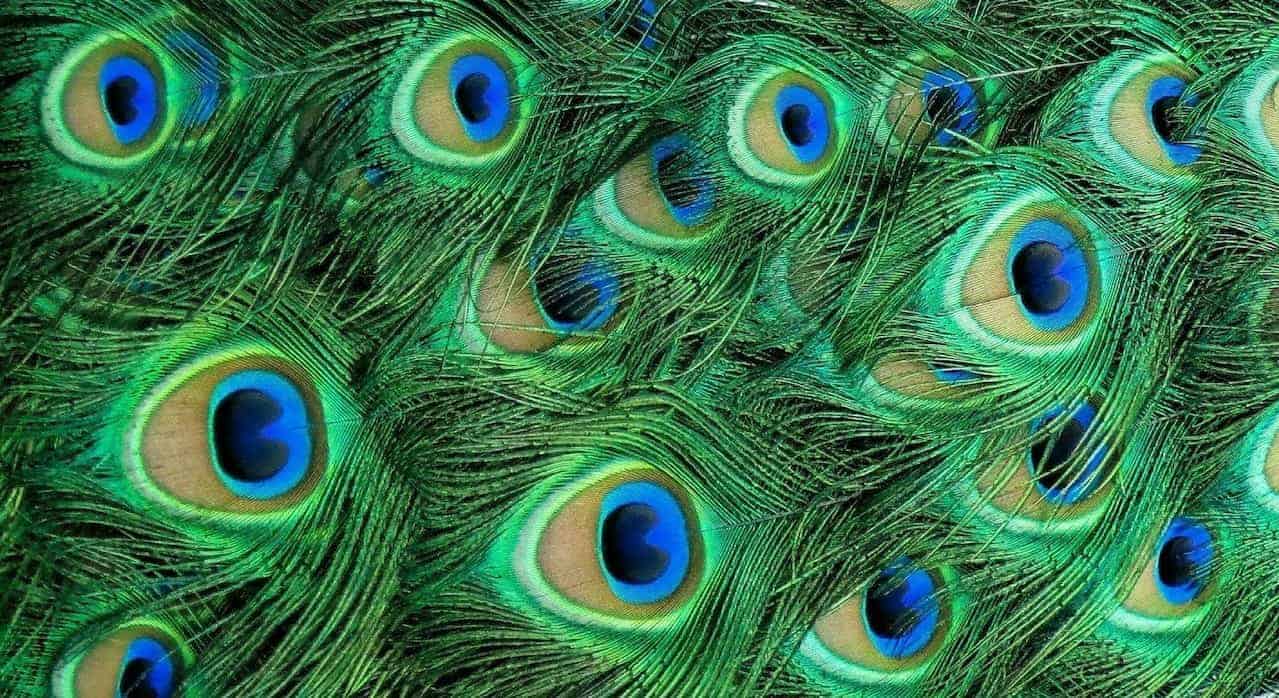 7 Spiritual Meanings of Dreams About Peacocks