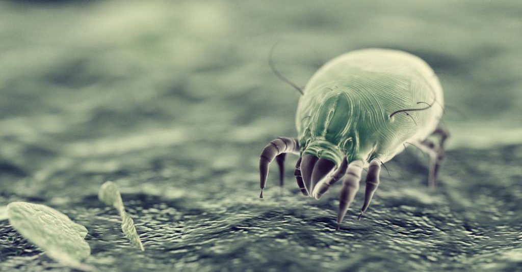 bed-bugs-dream-meaning-spiritual-messages-explained