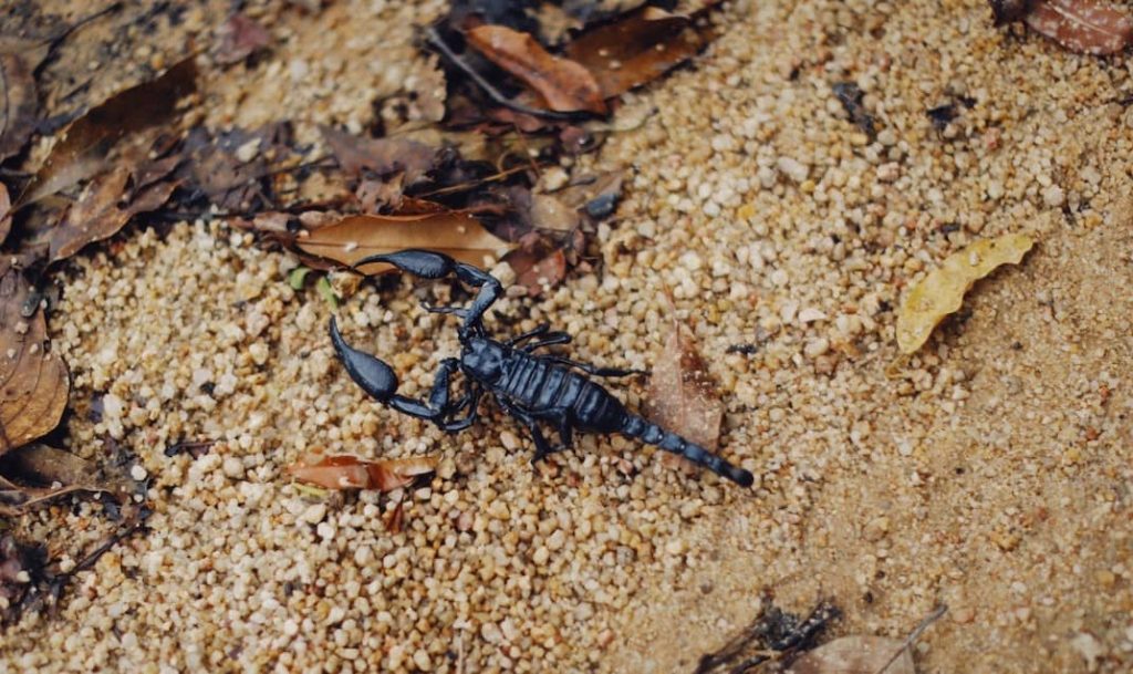 scorpion on sand
