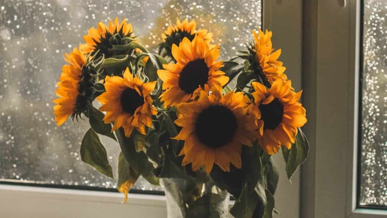 Dreams About Flowers 6 Spiritual Meanings Revealed