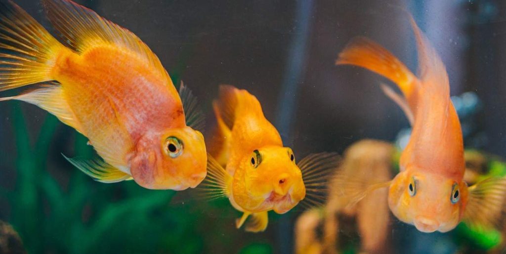three goldfish