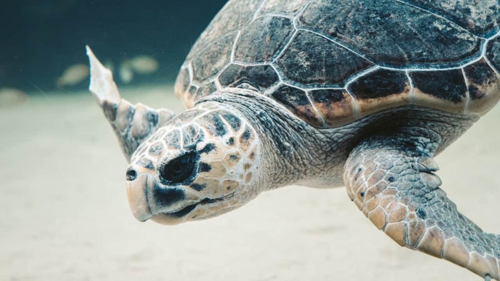 tortoise in water