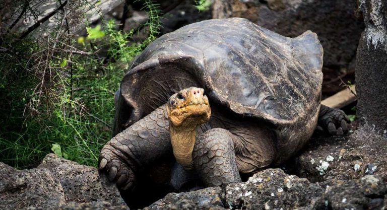 5 Spiritual Meanings When You Dream of Tortoise