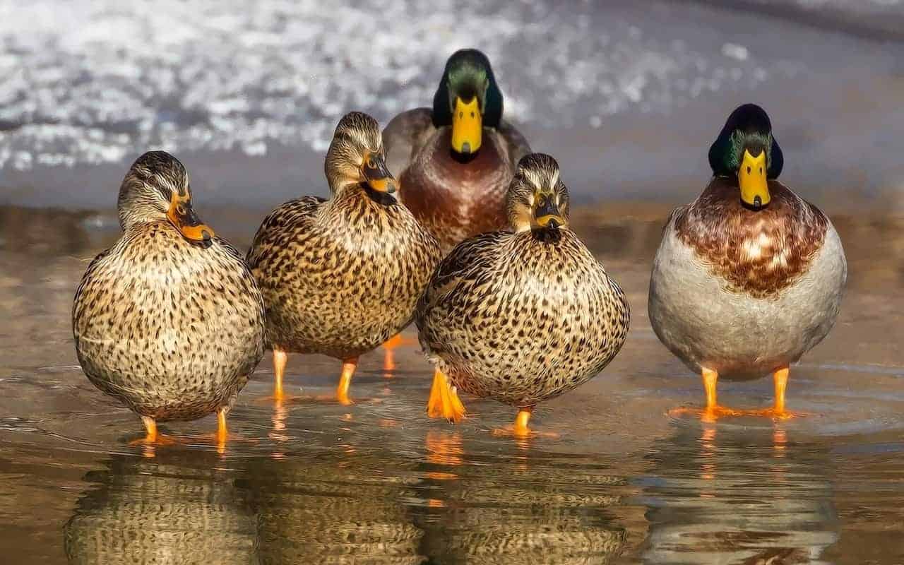 white and brown ducks