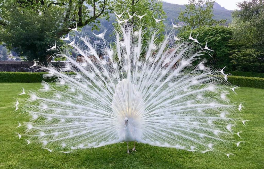 white peacock