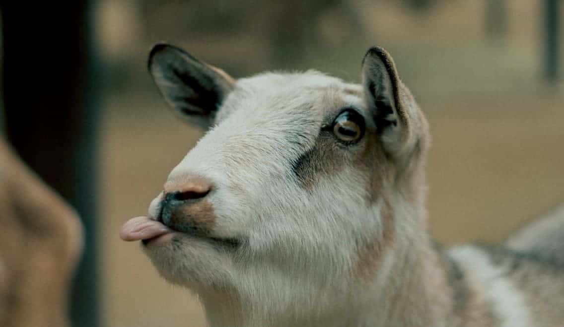 derpy goat