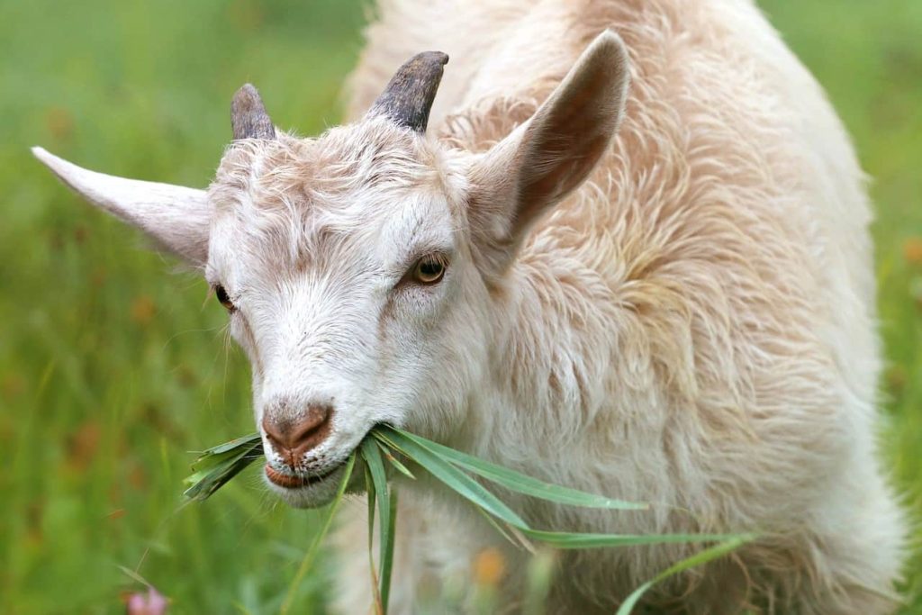 goat eating grass