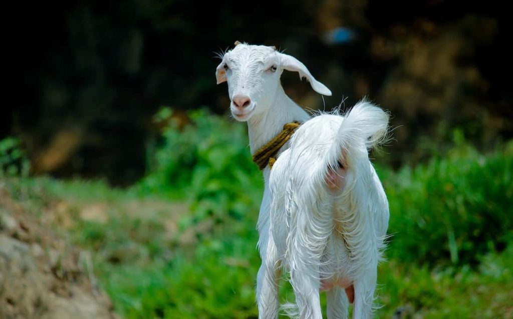 white goat on a grass field