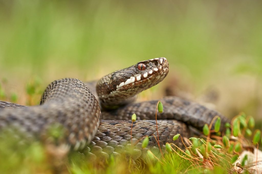 brown snake on grass