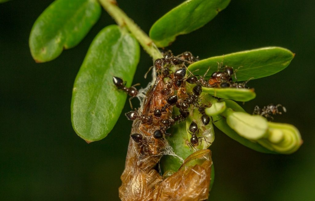 ants on leaves