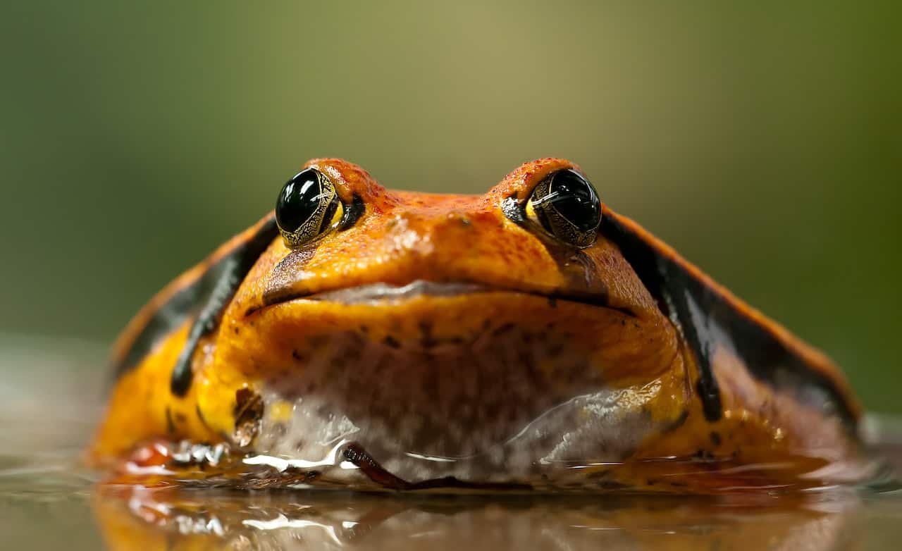 chonky frog
