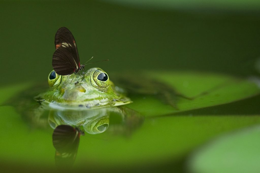 frog looking at a butterfly