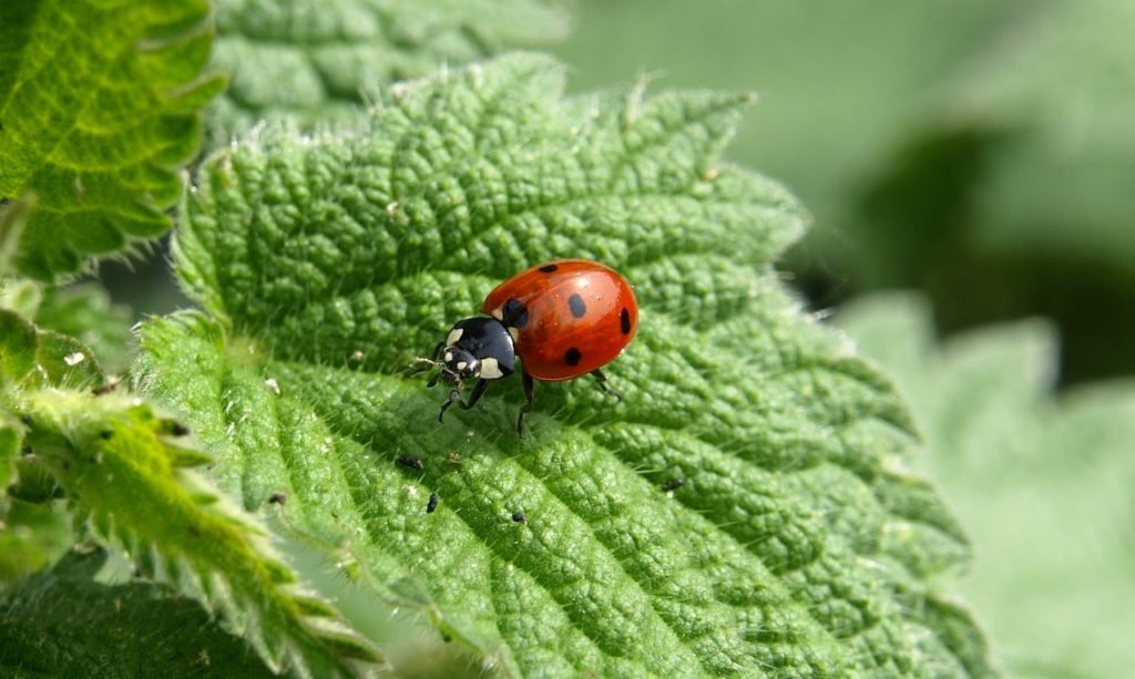 ladybug