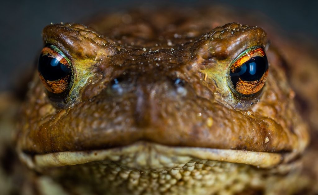 macroshot photo of a frog