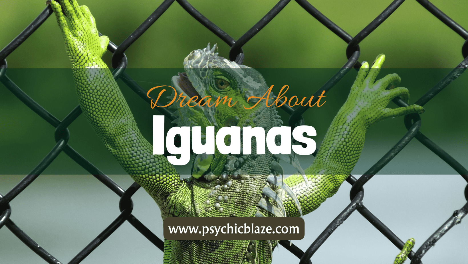 Dream about Iguanas